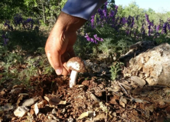 Meşe mantarı Akçadağ’da gelir kaynağı oldu: Kilosu 1000 TL’ye kadar çıkıyor