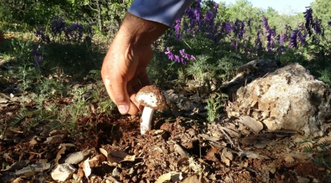 Meşe mantarı Akçadağ’da gelir kaynağı oldu: Kilosu 1000 TL’ye kadar çıkıyor