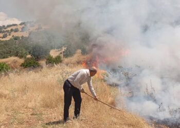 Mardin’de ormanlık alanda yangın çıktı